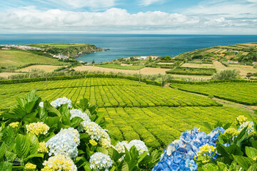 Beautiful sea landscape view of tea plantation with blue sky and sea background. With hydrangea on...