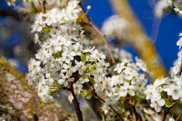 Spring blossoms against a deep blue sky
