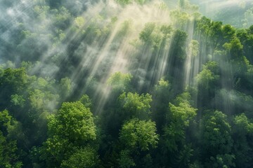 Obraz premium Sunrays piercing through a misty forest canopy