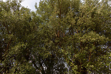Cork Oak tree in Spain, Barcelona