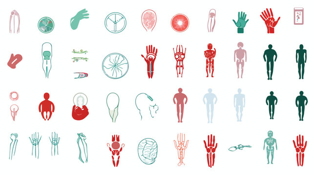 human body parts icon in white background isolated on