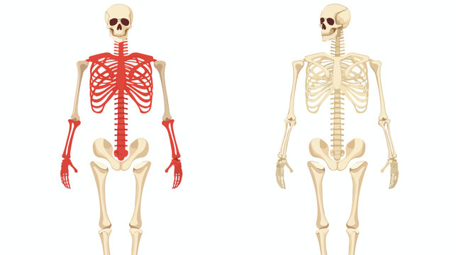 Human Skeleton Bone Joint Pains .. isolated on white