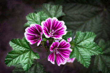 Three blooming mallow flowers in close-up on a dark background