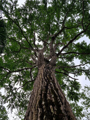 nature, water, tree, waterfall, green, sky, blue 