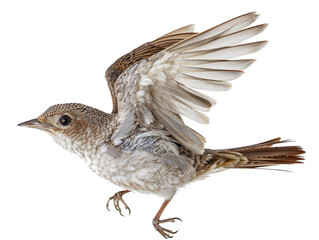 Majestic Nightingale in Mid-Flight Isolated