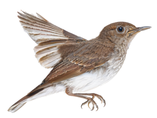 Detailed flying Nightingale Portrait 