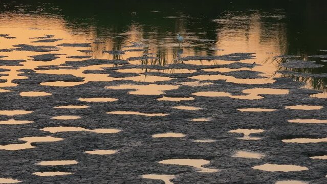 Gread Egret foraging for food in Fish Ponds.