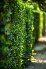 Fototapeta premium A row of green hedge