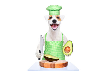 Portrait of a Jack Russell terrier in an apron and a chef's hat with a knife and an avocado in his hands  isolated on a white background