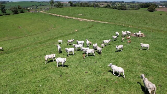 Nelore cattle in a green pasture on a farm in S&atilde;o Paulo, SP.