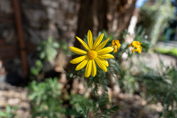 A yellow flower is in the foreground of a green background