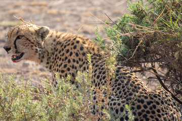 A cheetah with a bloody mouth in Amboseli National Park, Kenya