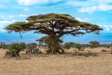 Fototapeta na wymiar A group of African elephants shelter from the sun under a flat top acacia tree in Amboseli National Park, Kenya