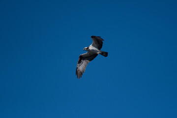 Osprey flying overhead with clear blue sky