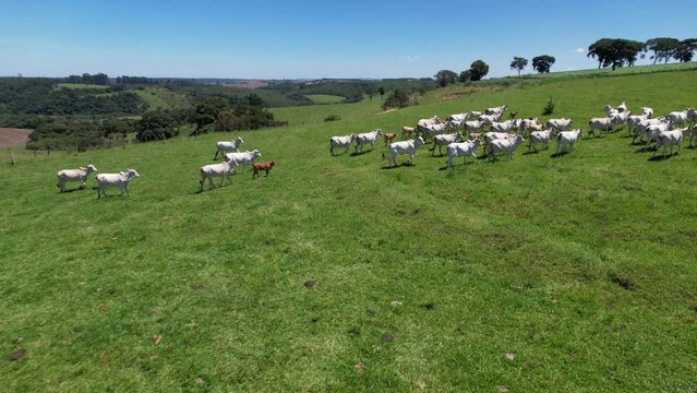 Nelore cattle in a green pasture on a farm in S&atilde;o Paulo, SP.