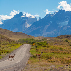 Obraz premium Two vicuna (Vicugna vicugna) crossing the road in Torres del Paine national park, Patagonia, Chile.