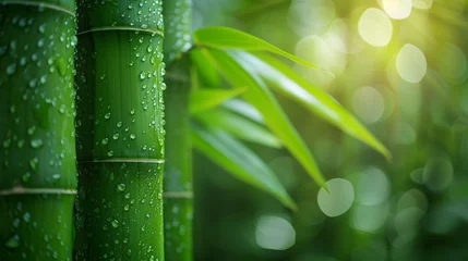 Poster green bamboo background © Robin
