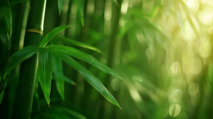 Fotobehang green bamboo background © Robin