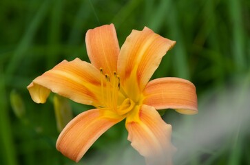 黒の田東湿地に夏が来た　ノカンゾウ