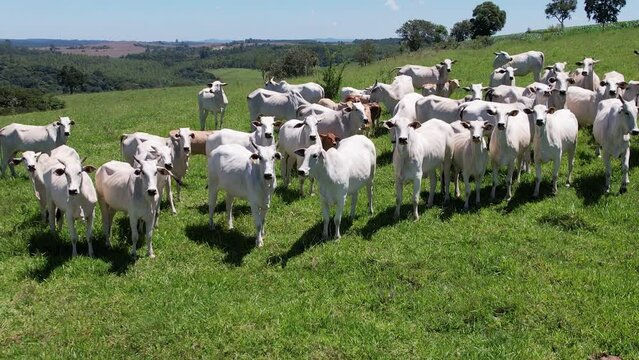 Nelore cattle in a green pasture on a farm in S&atilde;o Paulo, SP.
