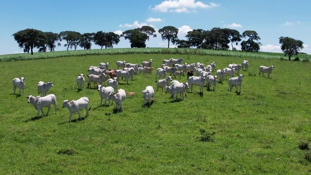 Nelore cattle in a green pasture on a farm in S&atilde;o Paulo, SP.