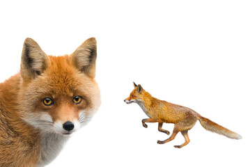 Obraz premium fox isolated on white background