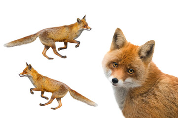 Fototapeta premium fox isolated on white background