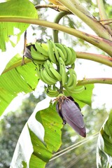 A cluster of bananas hangs from the stem, their vibrant yellow hues contrasting against the lush...