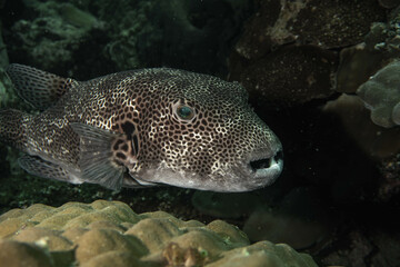 Pufferfish © Anne