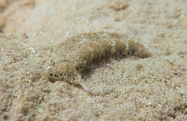 Plakobranchus Nudibranch