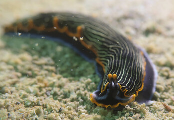 Armina Occulta Nudibranch