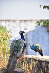In the park, a peacock flaunts its vibrant plumage, its iridescent feathers shimmering in the...
