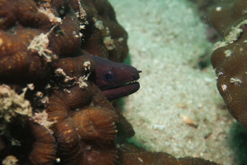 Moray Eel