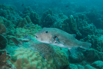 Pufferfish © Anne