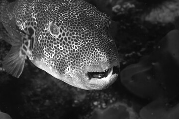 Pufferfish In Monochrome © Anne