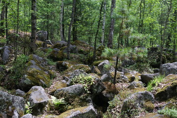 Landscape in the foothills of Altai. A rock formation in a young forest. Huge rocks on the forest path.