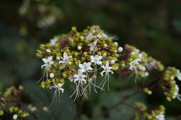 Calotropis giantea or crown flower is blooming.