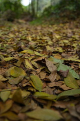 autumn leaves on the ground