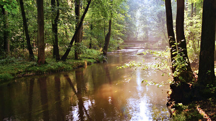 Wald mit Fluss und Brücke