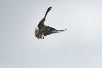 Osprey flapping wings with cloudy white sky background