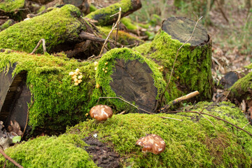 Cornish Forest Fungi