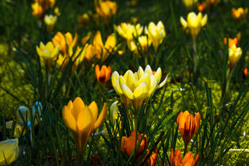 View of blooming crocuses in a clearing in the morning light. Close-up of beautiful blooming...