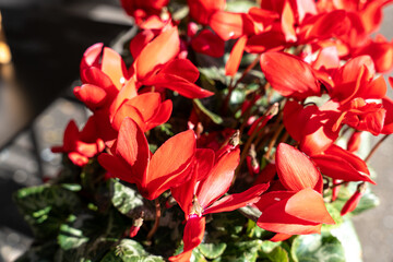 A bunch of red flowers in a vase