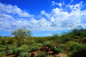 Obraz premium Sonora Desert Arizona