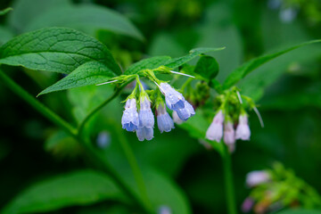 The Common Comfrey (Symphytum officinale) herb on the green background. Comfrey flowers of a plant used in organic medicine. - obrazy, fototapety, plakaty