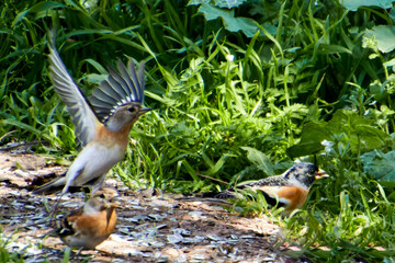 Male Common Chaffinch - Fringilla coelebs