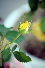 Rose flowers, red, yellow, and pink, as well as multicolored roses with alternating hues, are beautiful.





