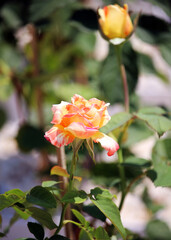 Rose flowers, red, yellow, and pink, as well as multicolored roses with alternating hues, are beautiful.





