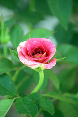 Rose flowers, red, yellow, and pink, as well as multicolored roses with alternating hues, are beautiful.






