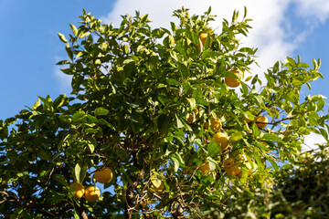 Fototapeta na wymiar A tree with many oranges hanging from it